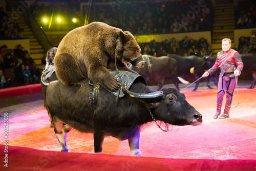 performance of brown bears buffalo in the circus arena.
