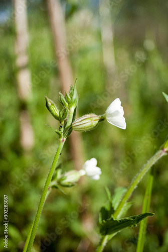 fleur blanche