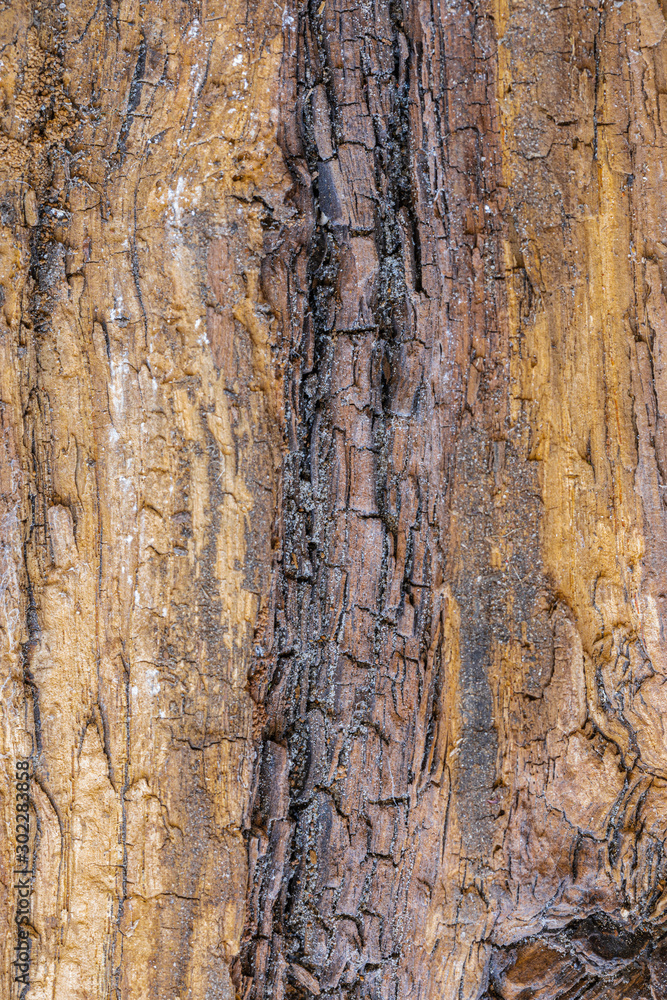 Obraz premium Holzhintergrund