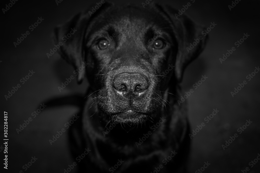 portrait of black labrador portrait of black labrador