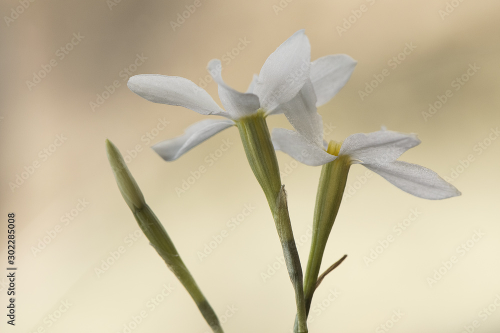 Narcissus serotinus is a small white daffodil endemic to the southwest of the Iberian Peninsula growing in sunny meadows sometimes with thousands of specimens Narcissus serotinus is a small white daffodil endemic to the southwest of the Iberian Peninsula growing in sunny meadows sometimes with thousands of specimens