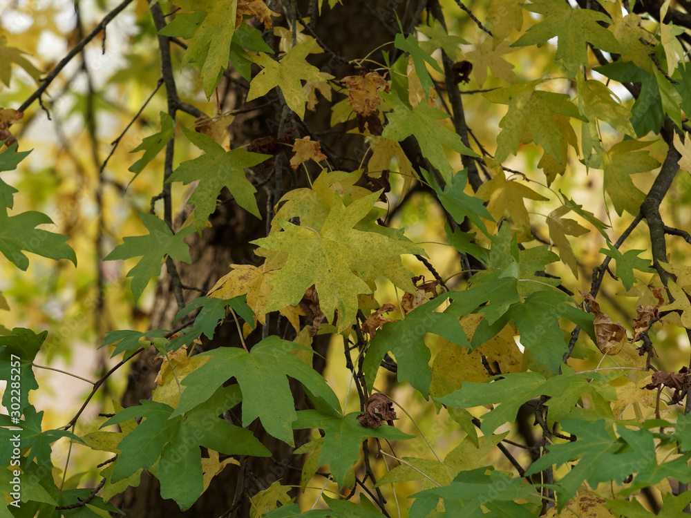 Orientalischer Amberbaum (Liquidambar orientalis), Blätter und Früchte