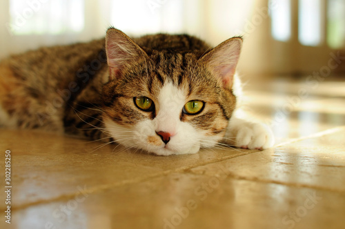 cat on marble floor 