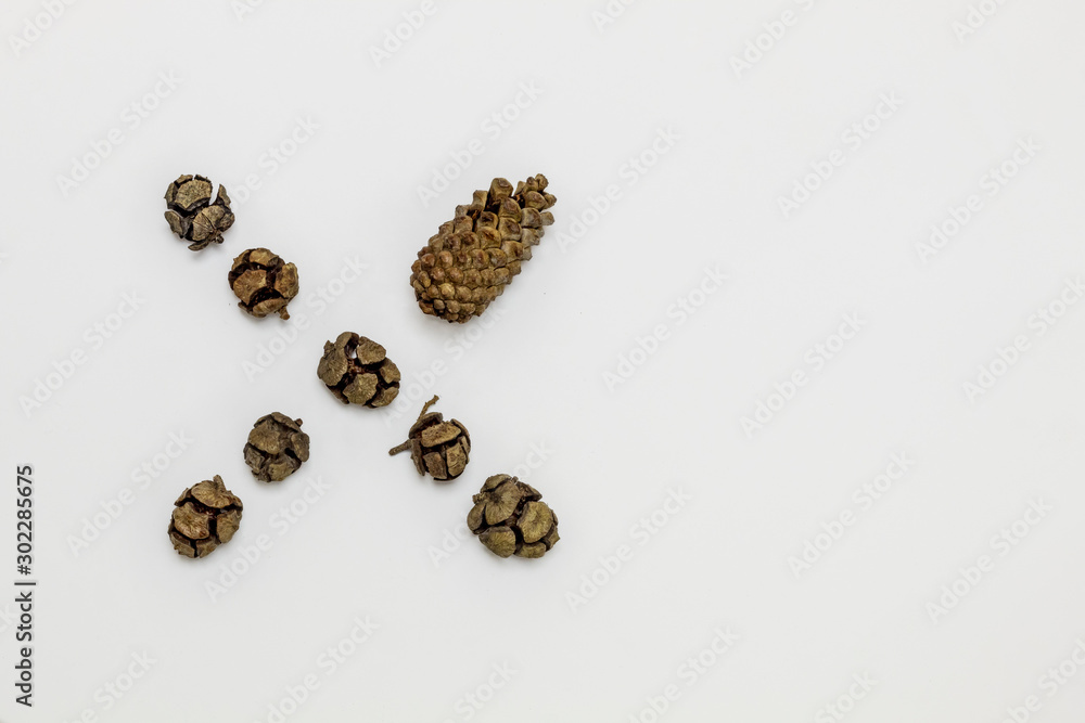 Creative Composition Useful for Christmas. Letter X Created Using Pine Cones. Copy Space on The Right Side Creative Composition Useful for Christmas. Letter X Created Using Pine Cones. Copy Space on The Right Side