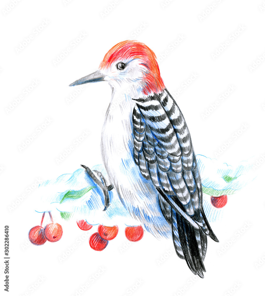 Obraz premium Woodpecker bird