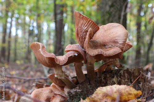 Halimasch mit Spinnweben photo