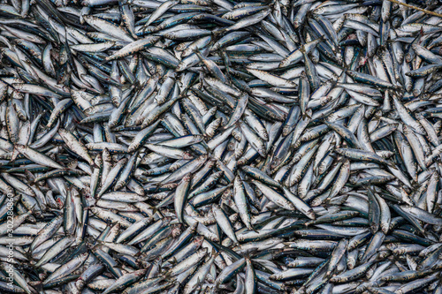 Close up of herring fish