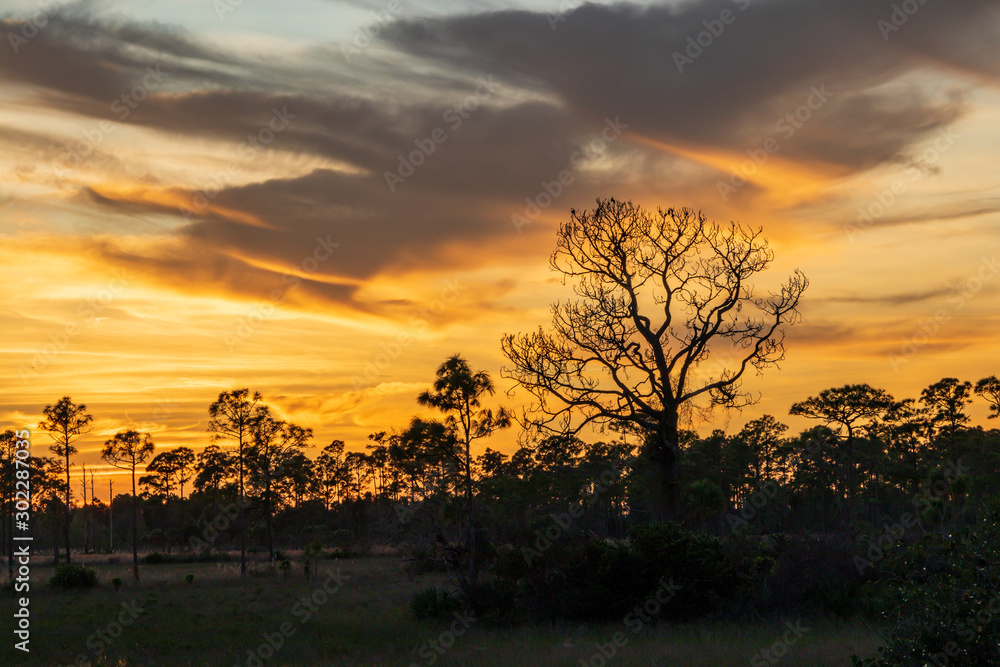 sunset over the field with a silhouetted tree with birds