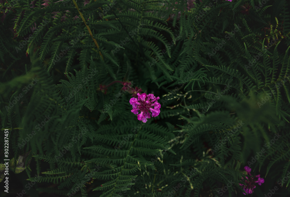 One flower in the middle of grass. Landscape composition One flower in the middle of grass. Landscape composition