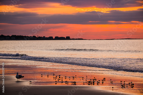 Seagull and plovers looking for food at sunrise on the beach in Biddeford Pool
