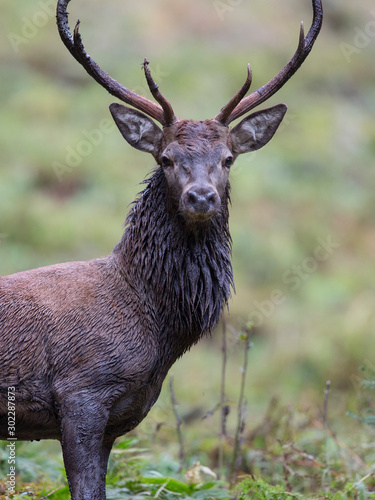 Red Deer, Rothirsch (Cervus elaphus)
