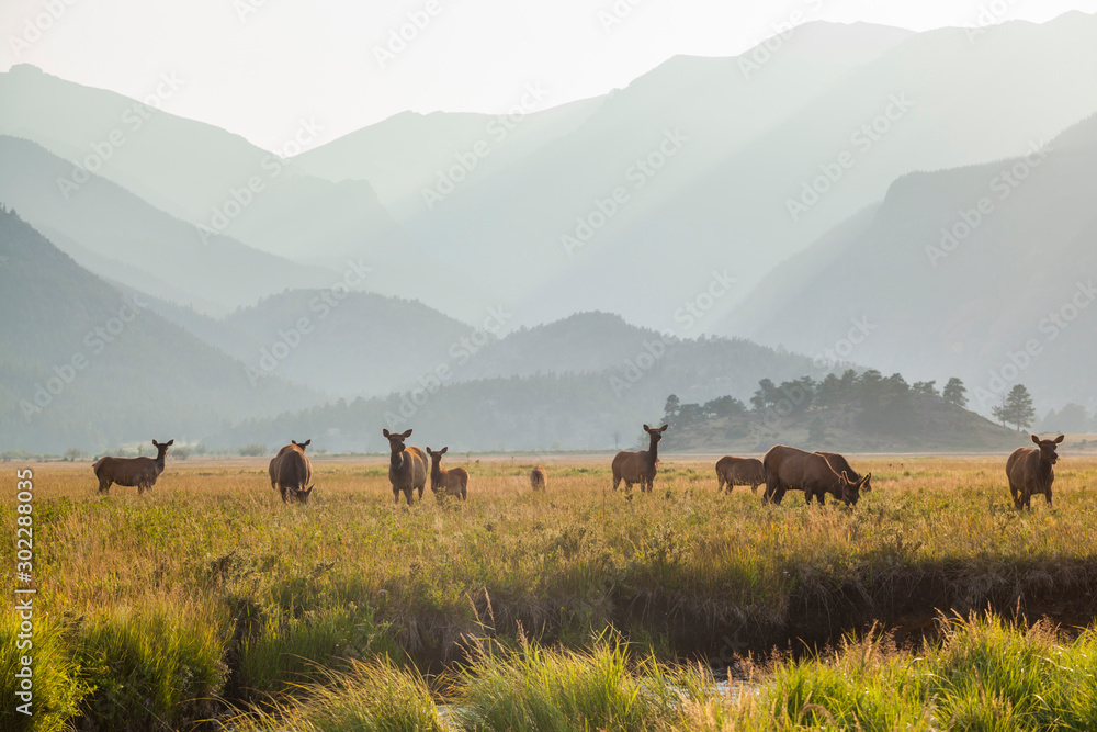 Elk grazing in meadow at sunset in Rocky Mountain National Park Elk grazing in meadow at sunset in Rocky Mountain National Park
