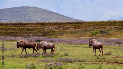 Fototapeta Naklejka Na Ścianę i Meble -  Close up of  wildebeest on a meadow