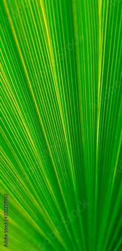 Tropical leaves texture, close up, selective focus. Green palm leave texture, Selective focus. Green coconut leave close up background. Tropical palm leaf structure with High Contrast Lines Radiating.