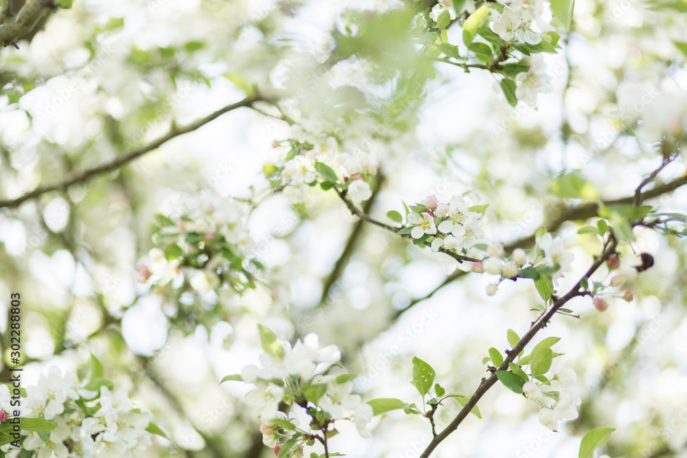 fleurs printemps fleurs printemps