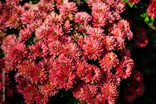 Group of Chrysanthemum x morifolium pink flowers in a sunny autumn day, view from above