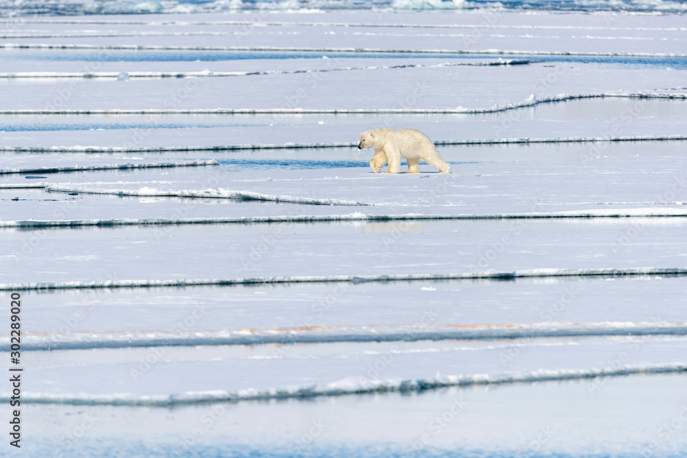 a polar bear walks on the pack ice in search of prey a polar bear walks on the pack ice in search of prey