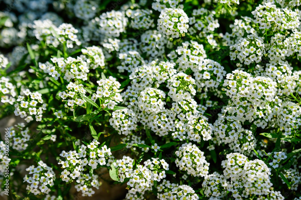 Many white flowers of Lobularia maritima, commonly known as sweet alyssum or sweet alison, in a garden in a sunny spring day Many white flowers of Lobularia maritima, commonly known as sweet alyssum or sweet alison, in a garden in a sunny spring day