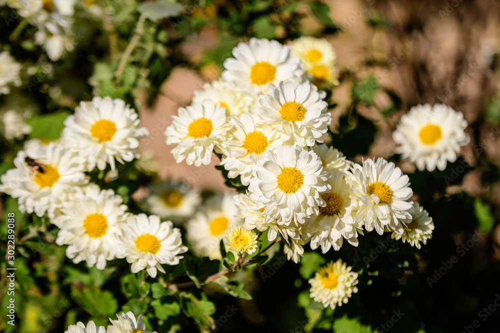 Group of Chrysanthemum x morifolium white flowers in a sunny autumn day, view from above