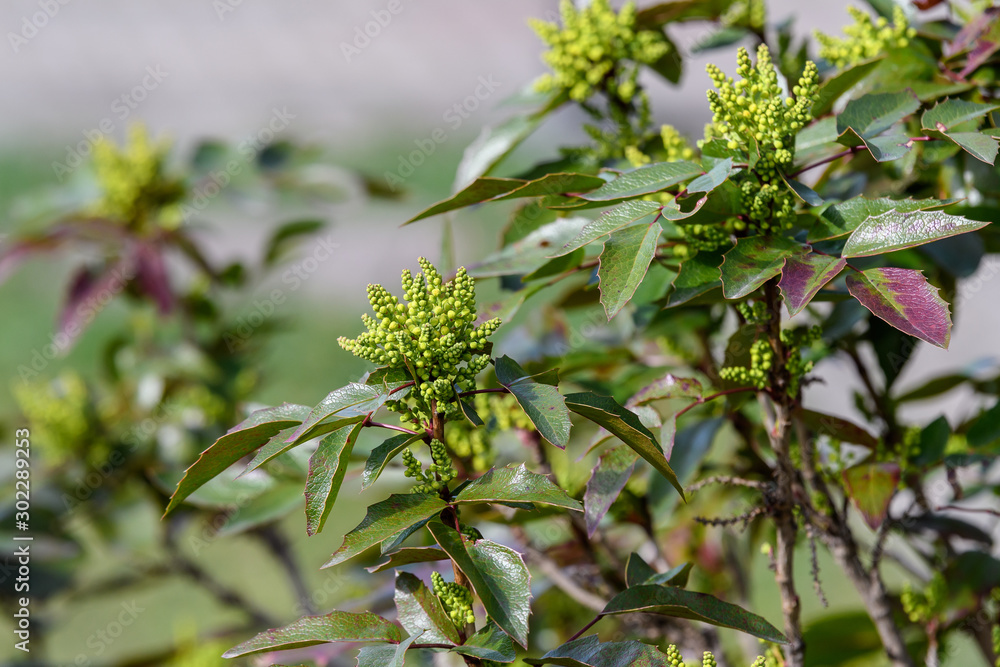 Many small yellow blooms of Mahonia aquifolium and green leaves on shrubs, in a garden in a sunny spring day Many small yellow blooms of Mahonia aquifolium and green leaves on shrubs, in a garden in a sunny spring day