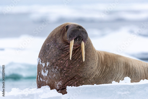 a walrus looks in our direction while standing on a piece of ice