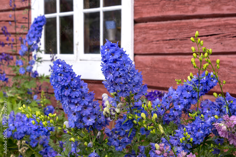 Beautiful larkspur blooms in front of a house in Norway