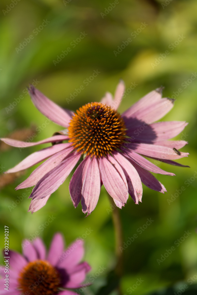 Echinacea purpurea, eastern purple coneflower Echinacea purpurea, eastern purple coneflower