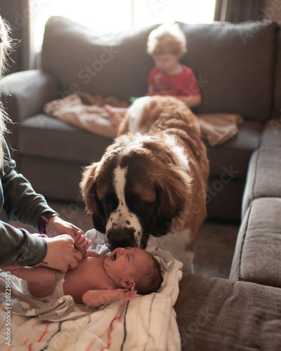 Newborn gets diaper changed while large dog checks in on her at home photo