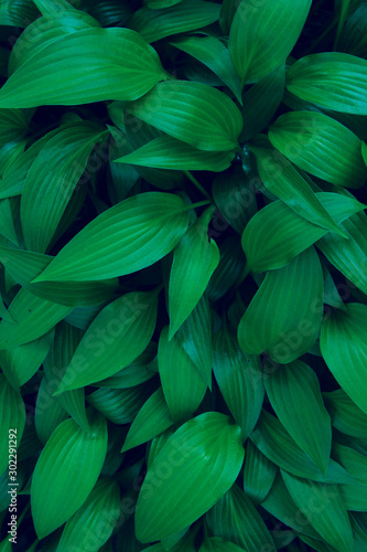 Cropped sot of green plant. Green leaves background, close up. Beautiful nature background. Green leaves, horizontal shot. © diesel_80