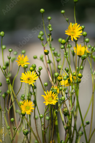Silphium terebinthinaceum prairie dock, prairie rosinweed