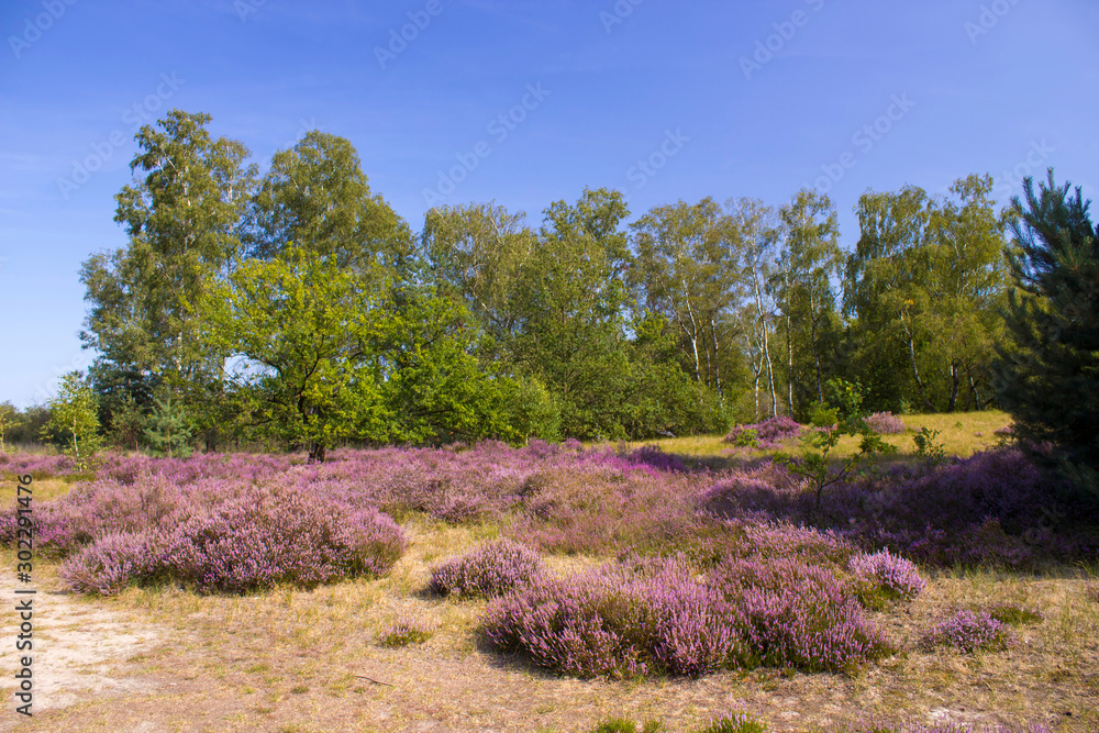 Heathland in National Park Maasduinen in the Netherlands Heathland in National Park Maasduinen in the Netherlands