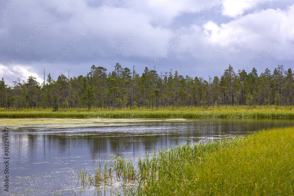 Moor (swamp) landscape in east Norway near the Swedish border.