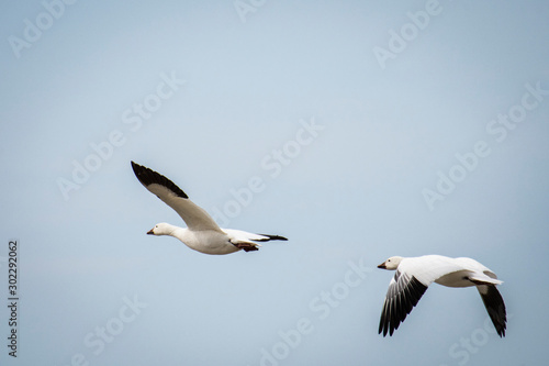 Flying Snow Geese in spring Migration