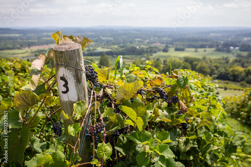 Vineyard scenes at Bluemont Vineyard in northern Virginia. photo