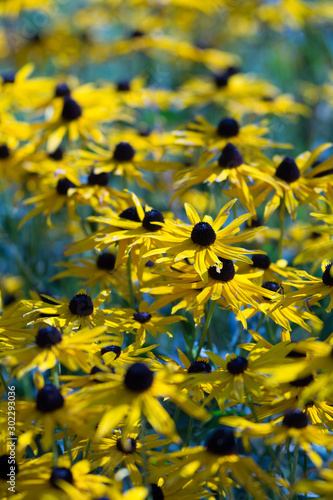 Rudbeckia hirta Black Eyed Susan