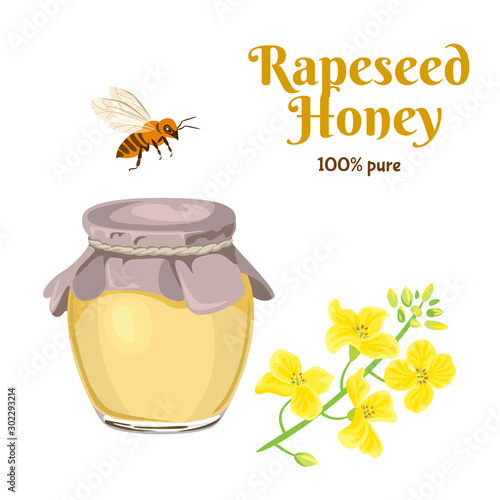 Rapeseed honey in glass jar isolated on white background.Vector illustration of sweet honey, flowering canola branch and bee in cartoon simple flat style.