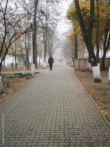 alley in the park in autumn day 