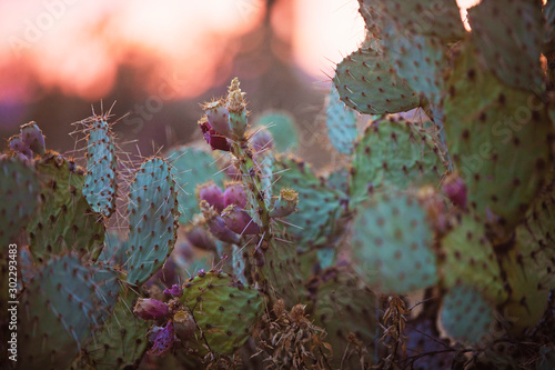 Prickly Pear Cactus photo