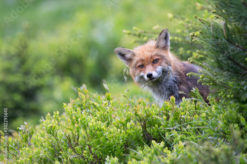 Fuchs, Rotfuchs (Vulpes vulpes)