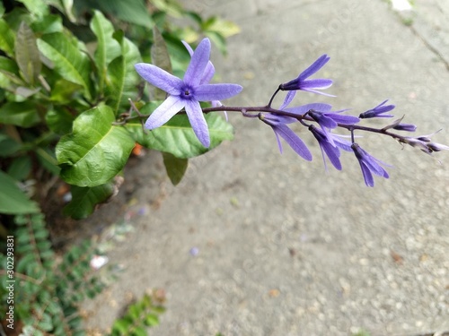 flowers on blue background