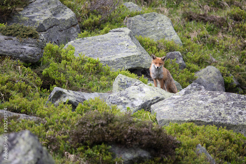 Fuchs, Rotfuchs (Vulpes vulpes)