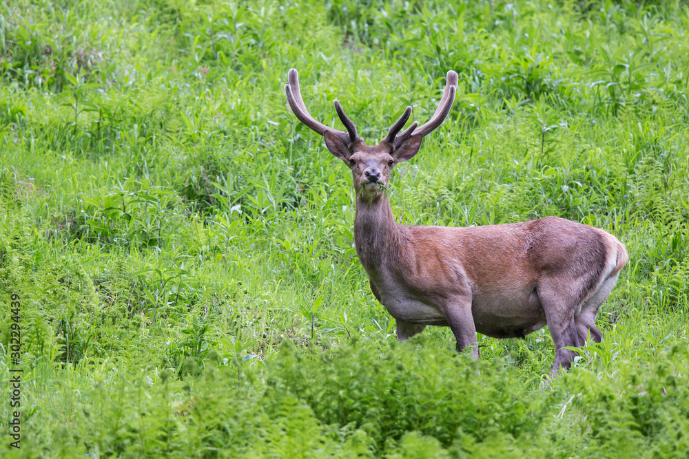 Rothirsch im Bastgeweih, red deer Rothirsch im Bastgeweih, red deer
