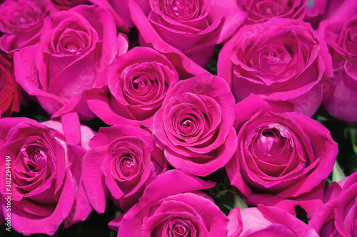 Beautiful natural pink roses background