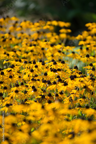 Rudbeckia hirta Black Eyed Susan