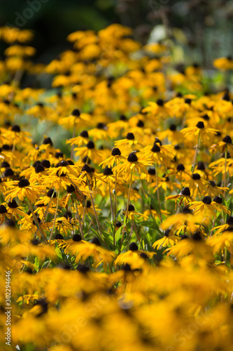 Rudbeckia hirta Black Eyed Susan