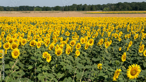 champ de tournesol