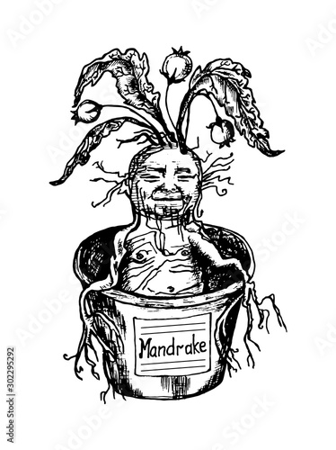 Mythical mandrake plant in vintage style. Fantasy magic flower, ingredient for witchcraft. Hand drawn engraved old retro sketch. Vector illustration.