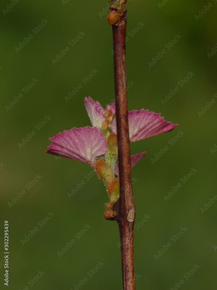 grape bud grape bud