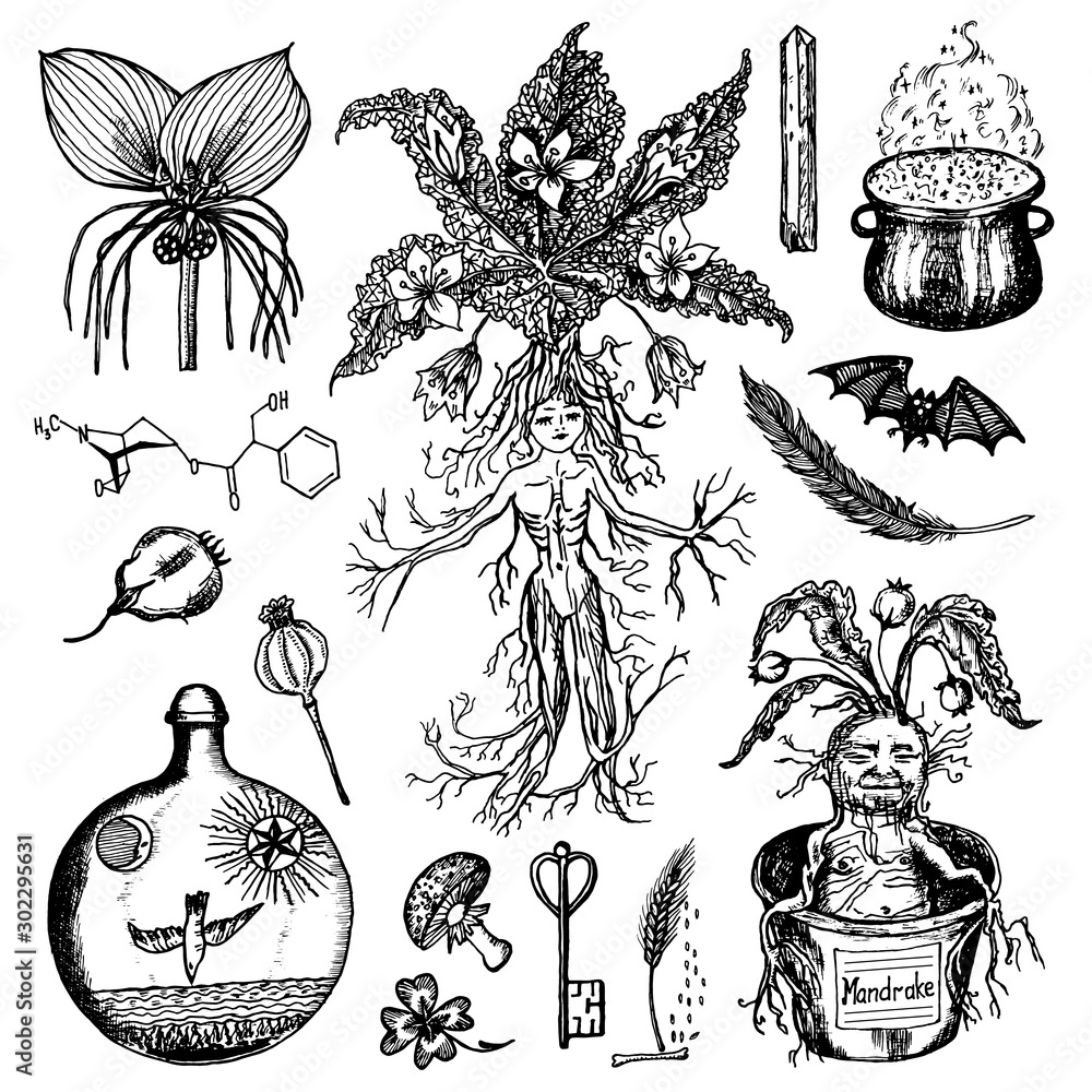 Antique Illustration Of Mandrake Plant Stock Illustration