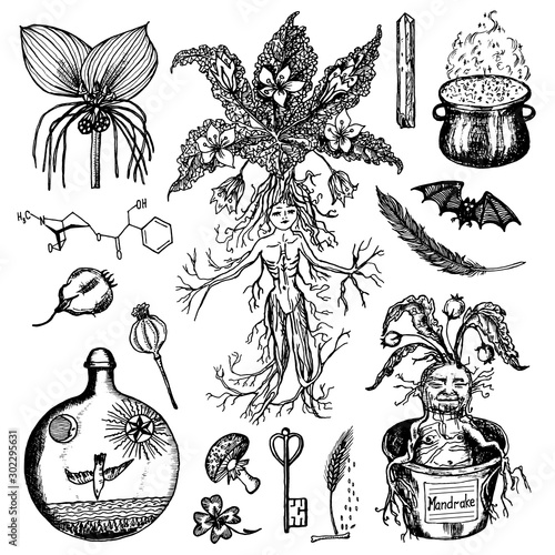 Mythical mandrake plant in vintage style. Fantasy magic flower and ingredients for witchcraft. Hand drawn engraved old retro sketch. Vector illustration.